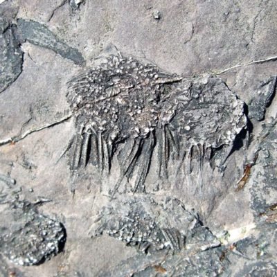 Fossil sea urchins