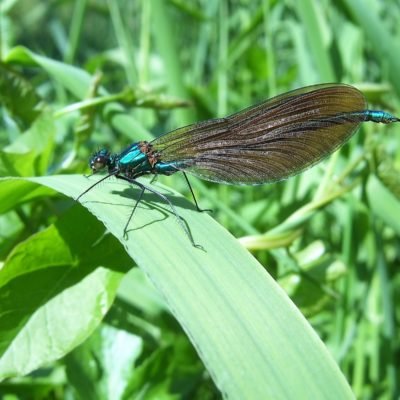 202 Beautiful Demoiselle