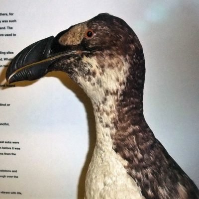 302 Irelands last Great Auk in Trinity College museum