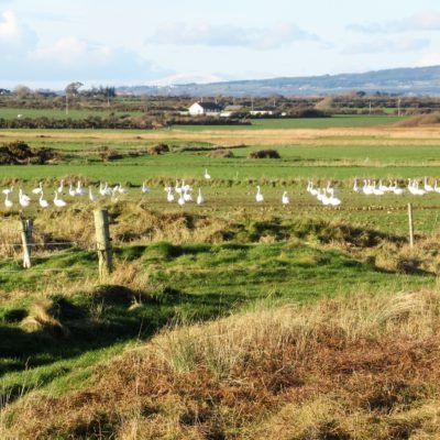 603 Whooper Swans feeding on farmland